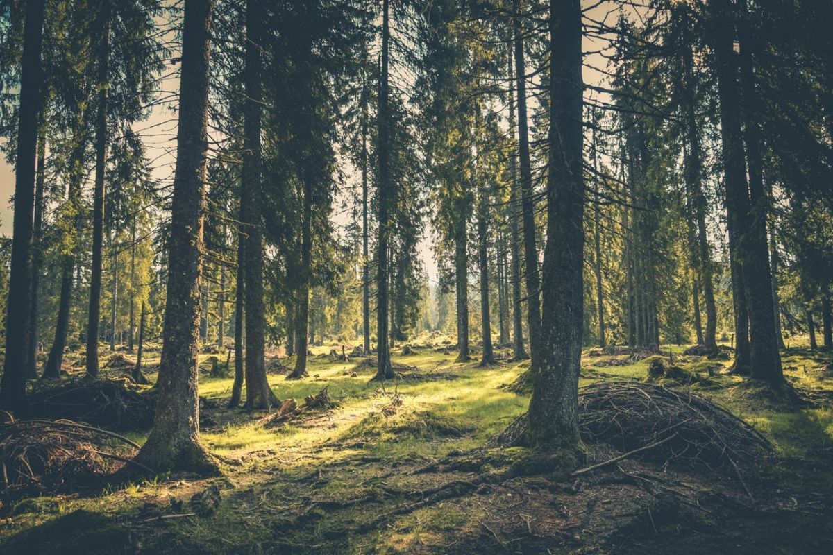 Il foraging a tavola. Let’s go wild, ma in città