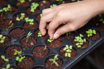 Mani che coltivano piante e germogli