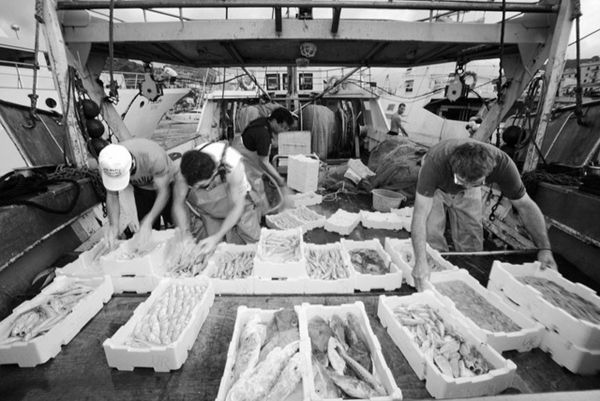 Pescatori sistemano il pesce fresco in cassette. Vivo per te: consegna a domicilio.