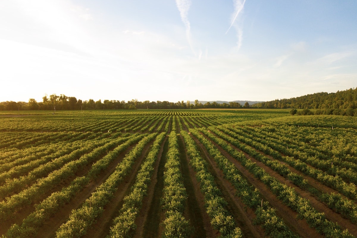 Agricoltura, premi dall’Ue per le eccellenze del bio