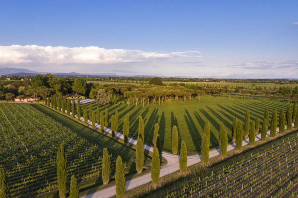 Paesaggio toscano con vigneti Zonin 1821, cipressi e alberi. Panorama collinare, produzione Prosecco.
