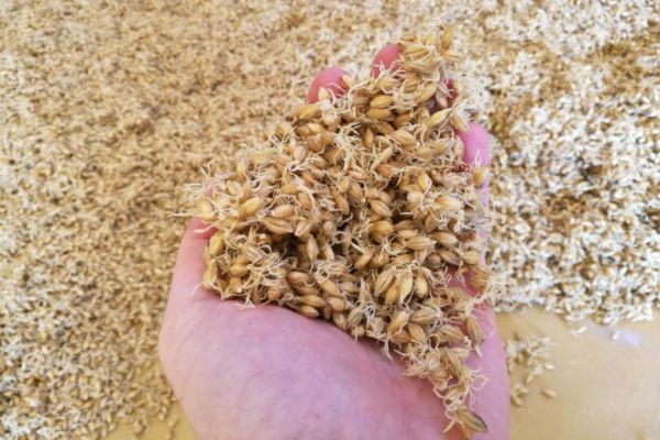 Malto d'orzo germinato in mano. Crisi siccità e produzione birra artigianale.