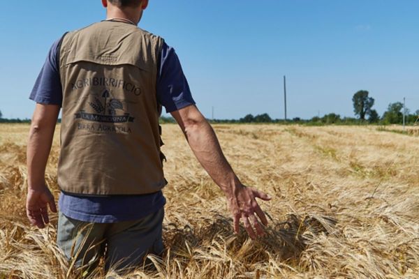 Campo di grano arso dalla siccità. Birra agricola a rischio.