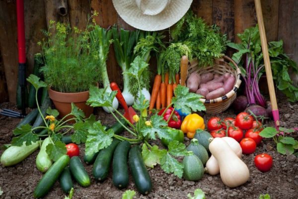 Coltivazione bio: verdure fresche dall'orto. Zucchine, carote, pomodori, patate, e altri prodotti biologici.