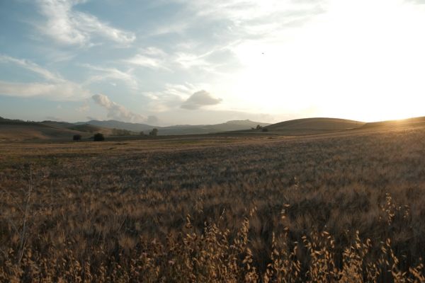 Campo di grano dorato al tramonto. Adotta un Raccolto Farina Petra edizione 2023.