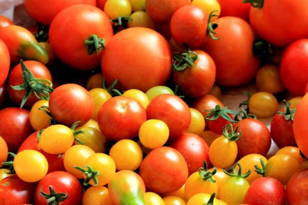 Pomodori Fiordelisi rossi e gialli. Coltivazione sostenibile, prodotti freschi e di stagione.