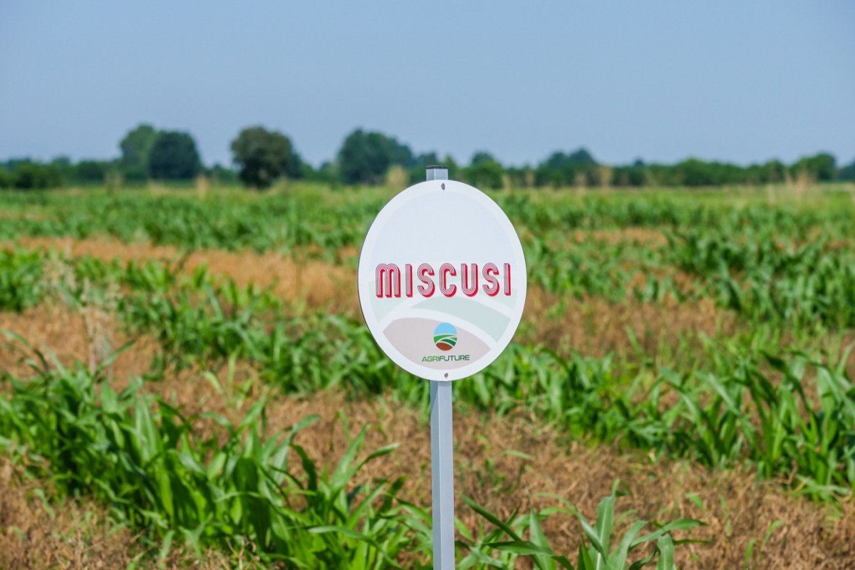 Miscusi presenta la pasta di sorgo sostenibile